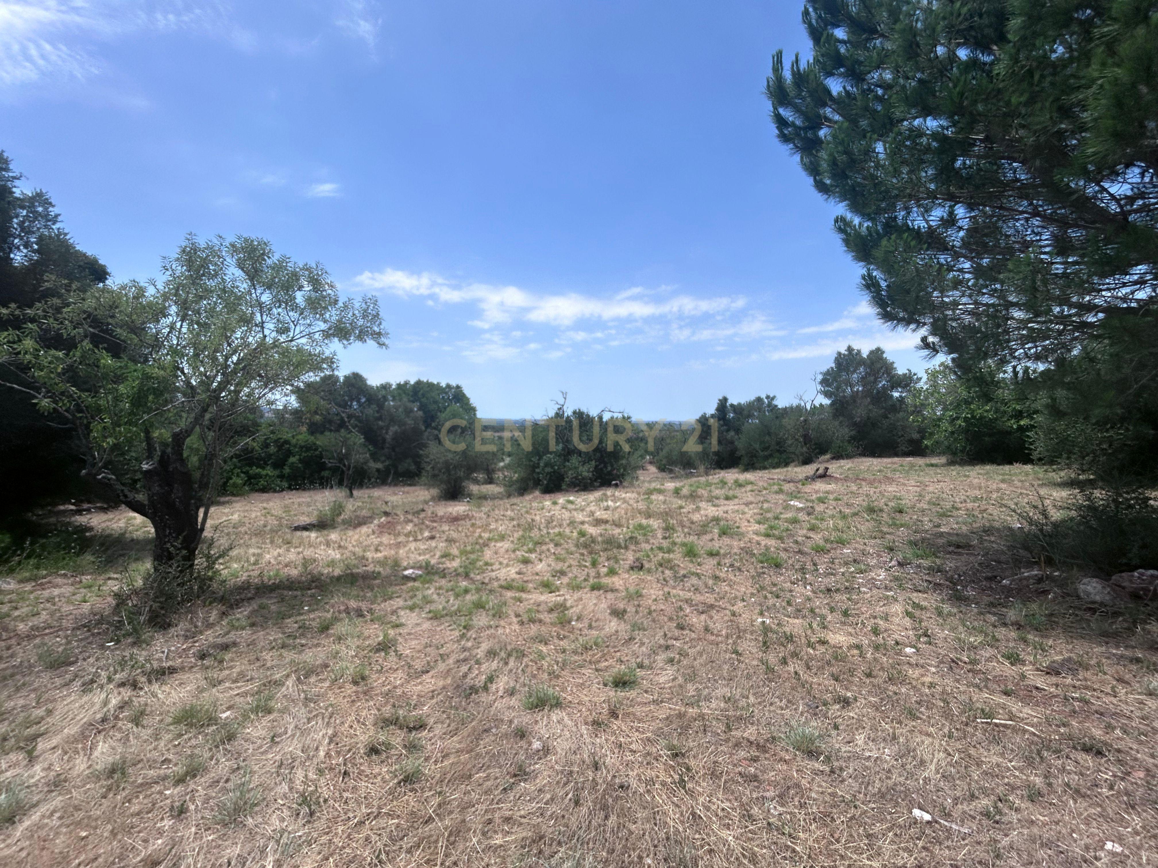 Fotografia 5 de Exclusivo Terreno com 6.320m² em Silves – Natureza, Privacidade e Potencial no Coração do Algarve