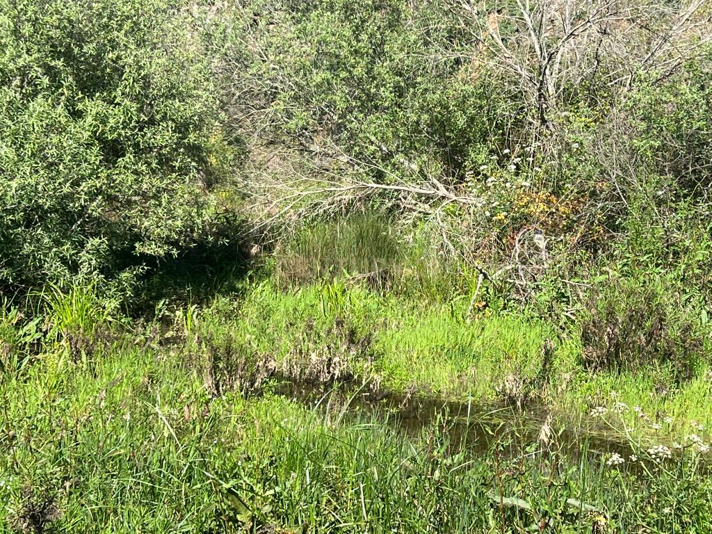 Oportunidade Única – Quinta com Potencial e Ribeira Natural - Image 12