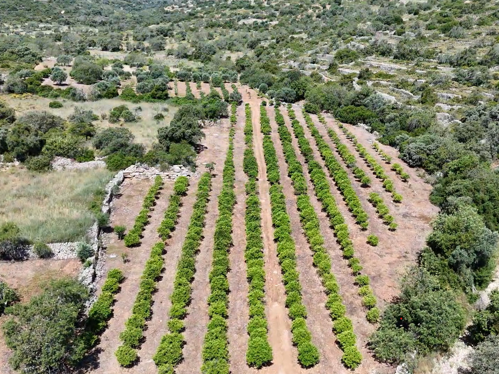 230.000€ Conjunto de 3 terrenos rústicos - Barranco de S. Miguel - Image 11