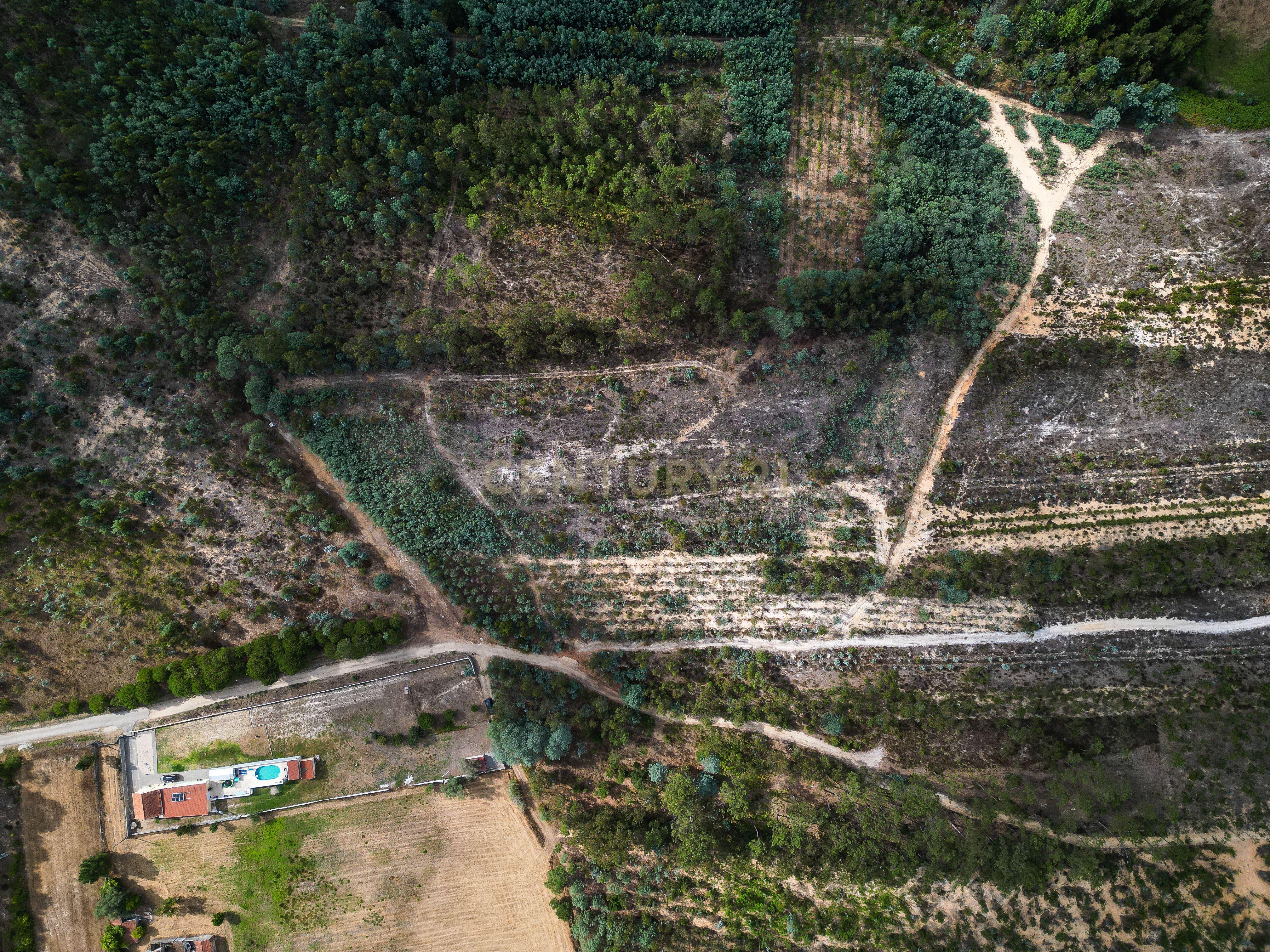 Fotografia 3 de Pinhal com 1.425 m² em Brejal – Cabeça Alta, Seixo de Gatões, Montemor-o-Velho