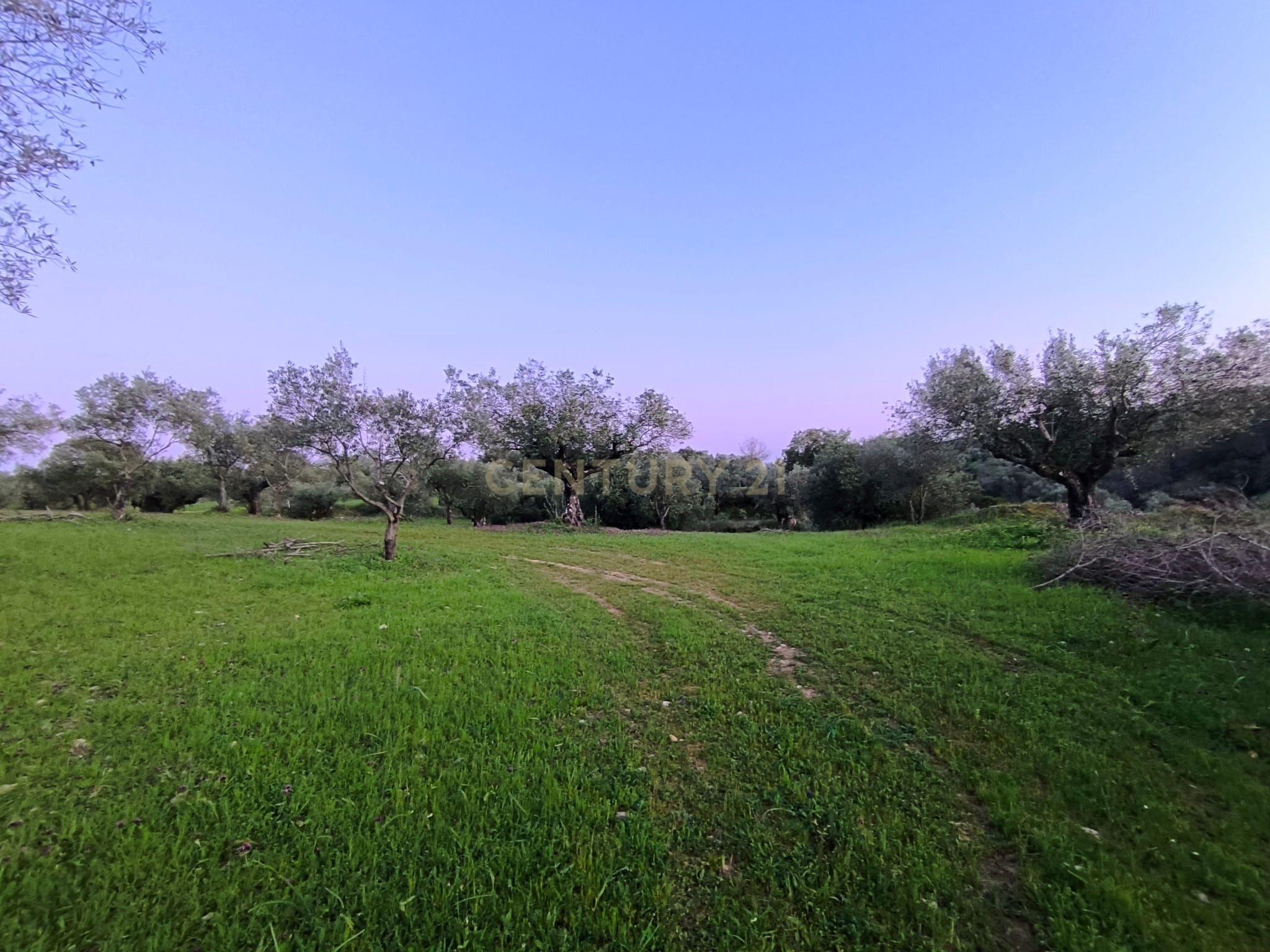 Fotografia 10 de Olival para Venda – Pedrógão, Torres Novas