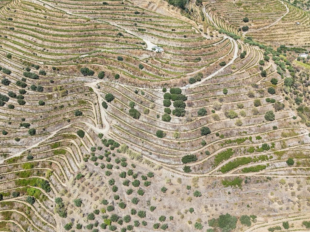 Farm with productive vineyard in the Douro Demarcated Region — São João da Pesqueira - Image 2