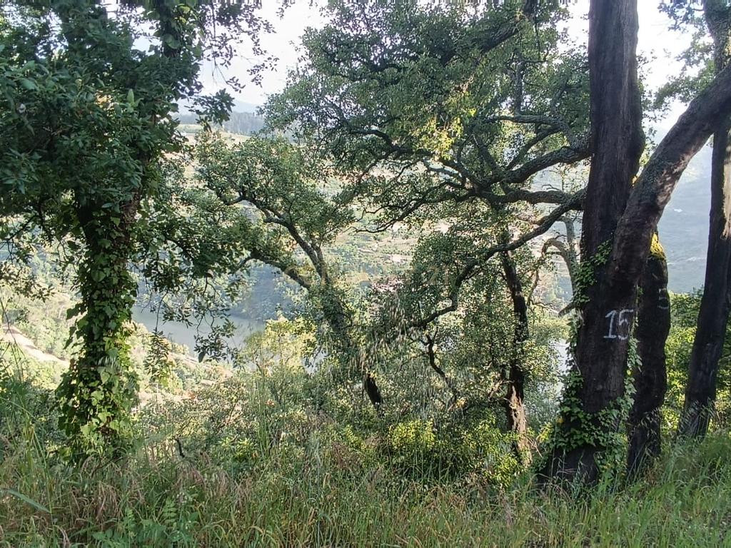 Terreno florestal com vista para a praia fluvial de Porto de Rei em Barqueiros, Mesão Frio às portas do Douro - Image 4