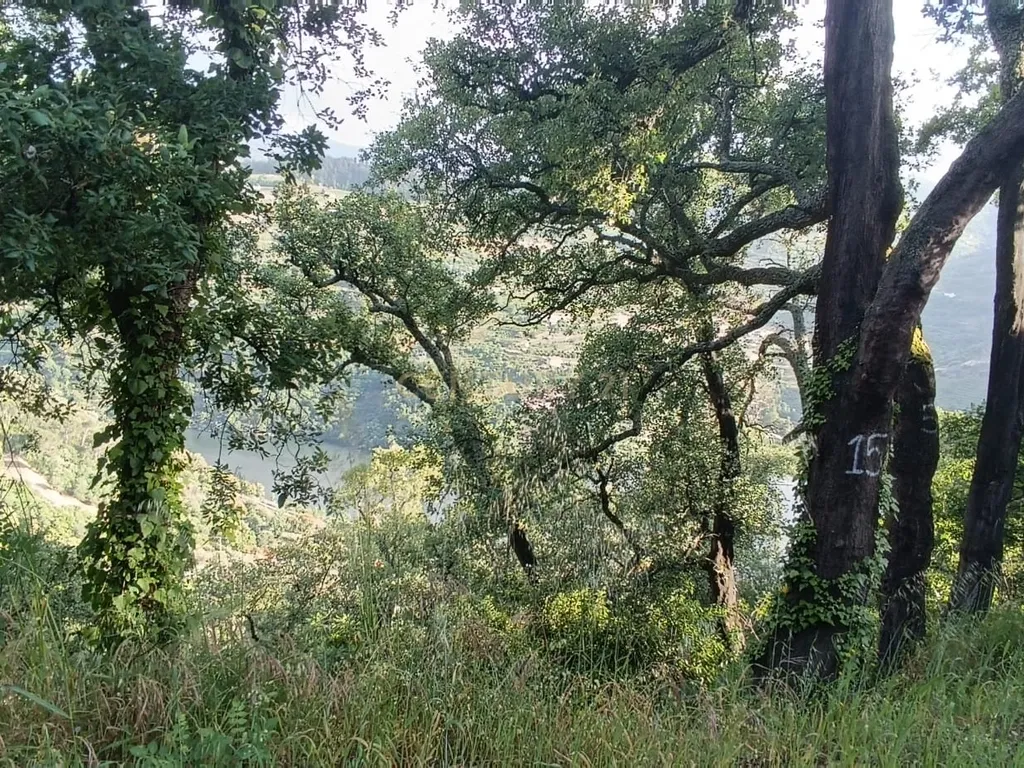 Terreno florestal com vista para a praia fluvial de Porto de Rei em Barqueiros, Mesão Frio às portas do Douro - Image 4