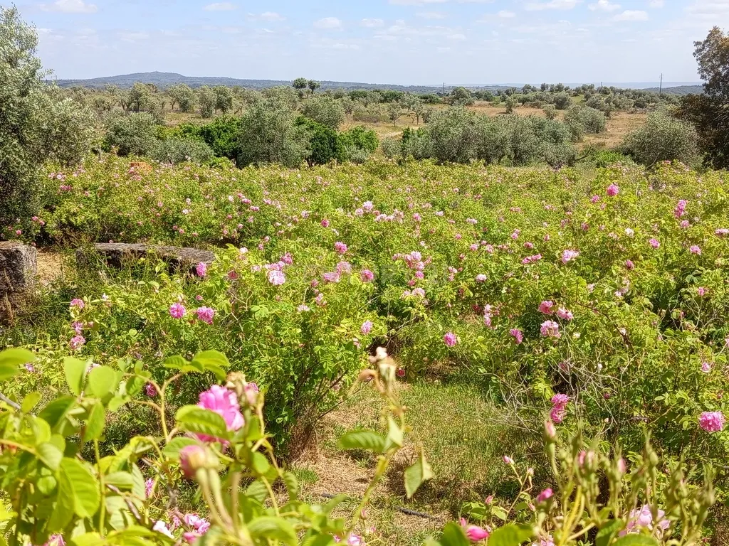 Oportunidade Única: Quinta de 16 Hectares com produção de plantas aromáticas, 2 Ha de rosas DAMASCENA, destilação de óleos essenciais e actividade e-commerce - Image 3