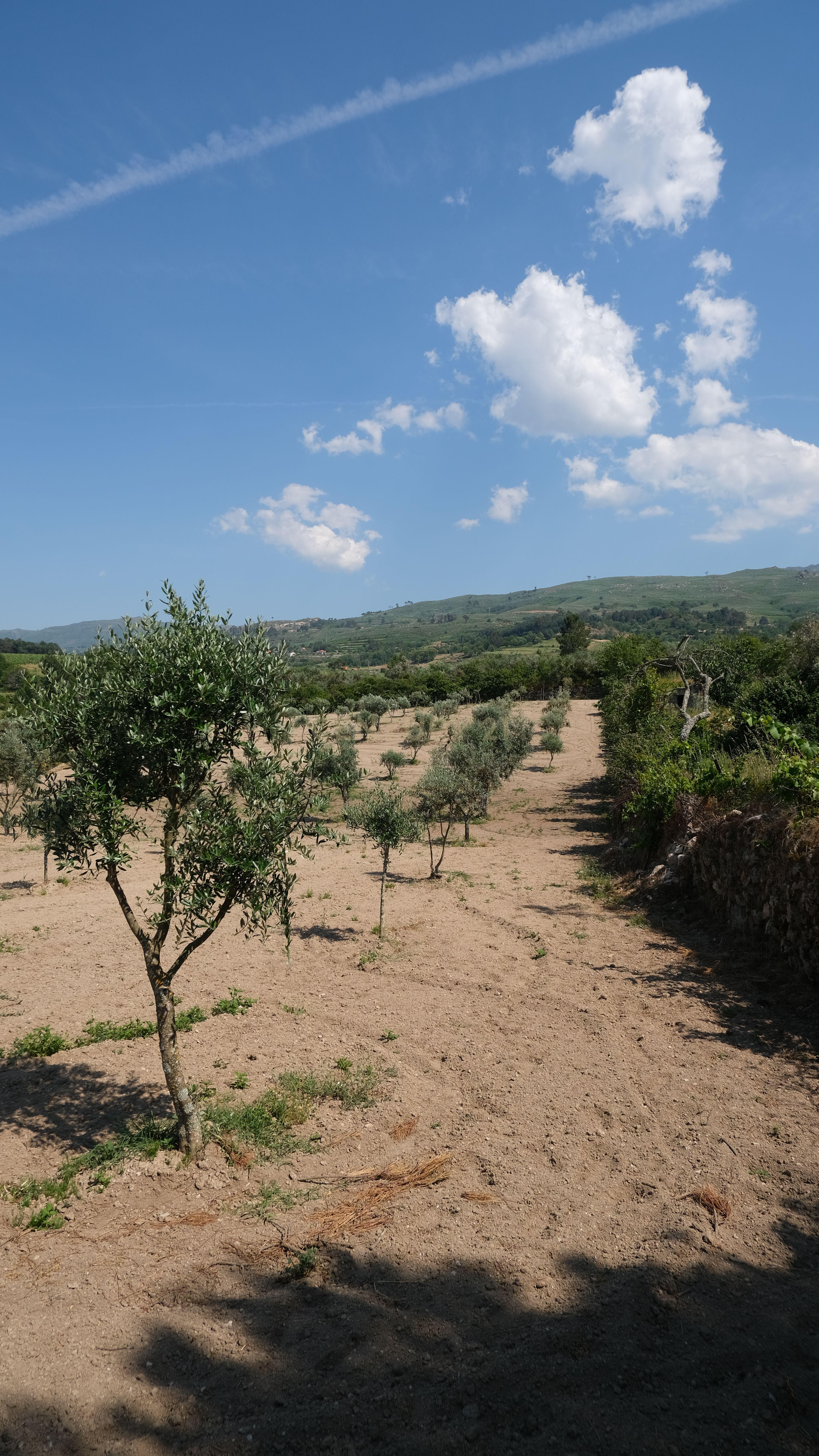 Fotografia 7 de Terreno com 2.006 m², oliveiras em produção e construção de apoio | São Paio, Gouveia