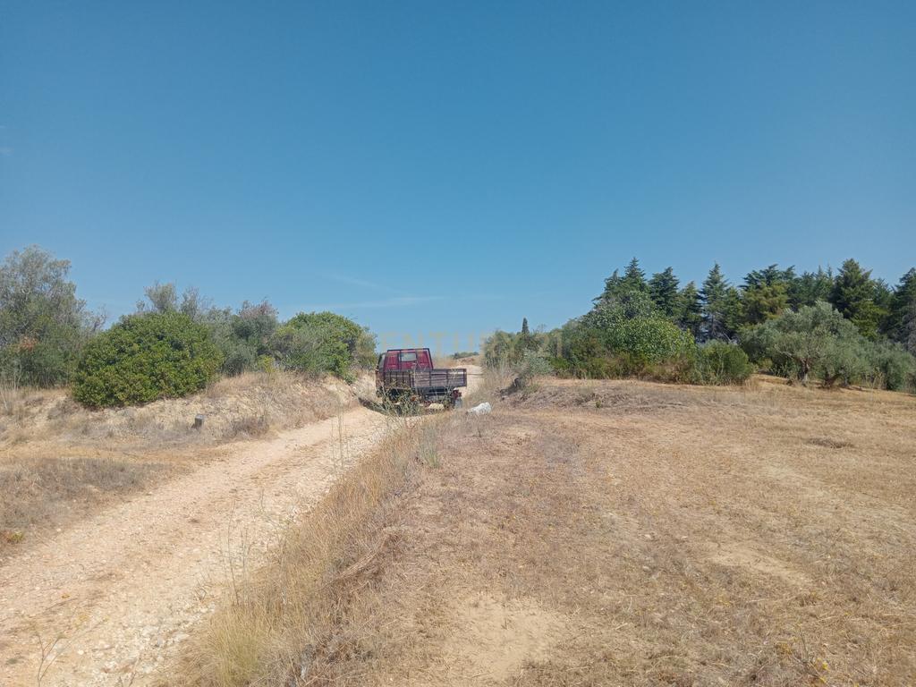 Terreno Agrícola em Brogueira, Torres Novas - 13640m² - Image 4