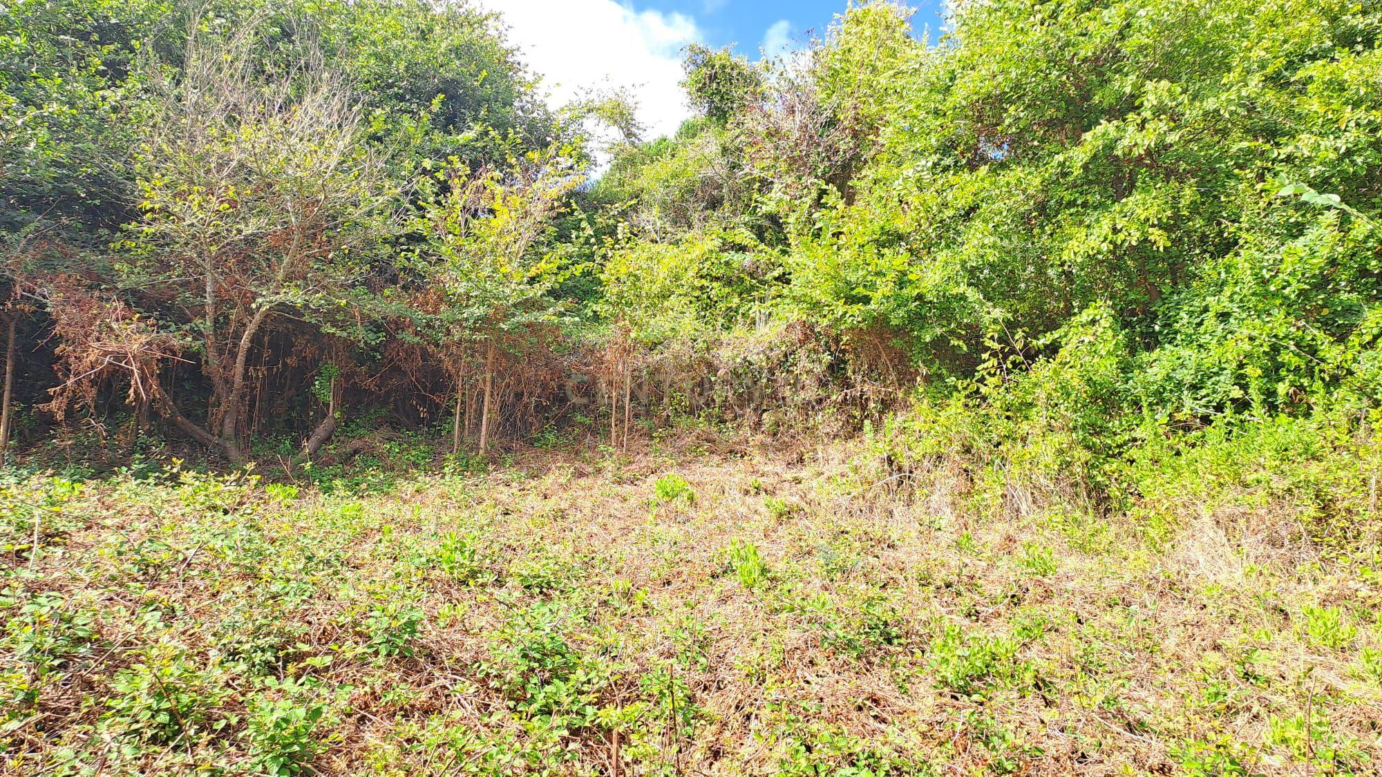 Fotografia 5 de Terreno Agrícola - São João das Lampas