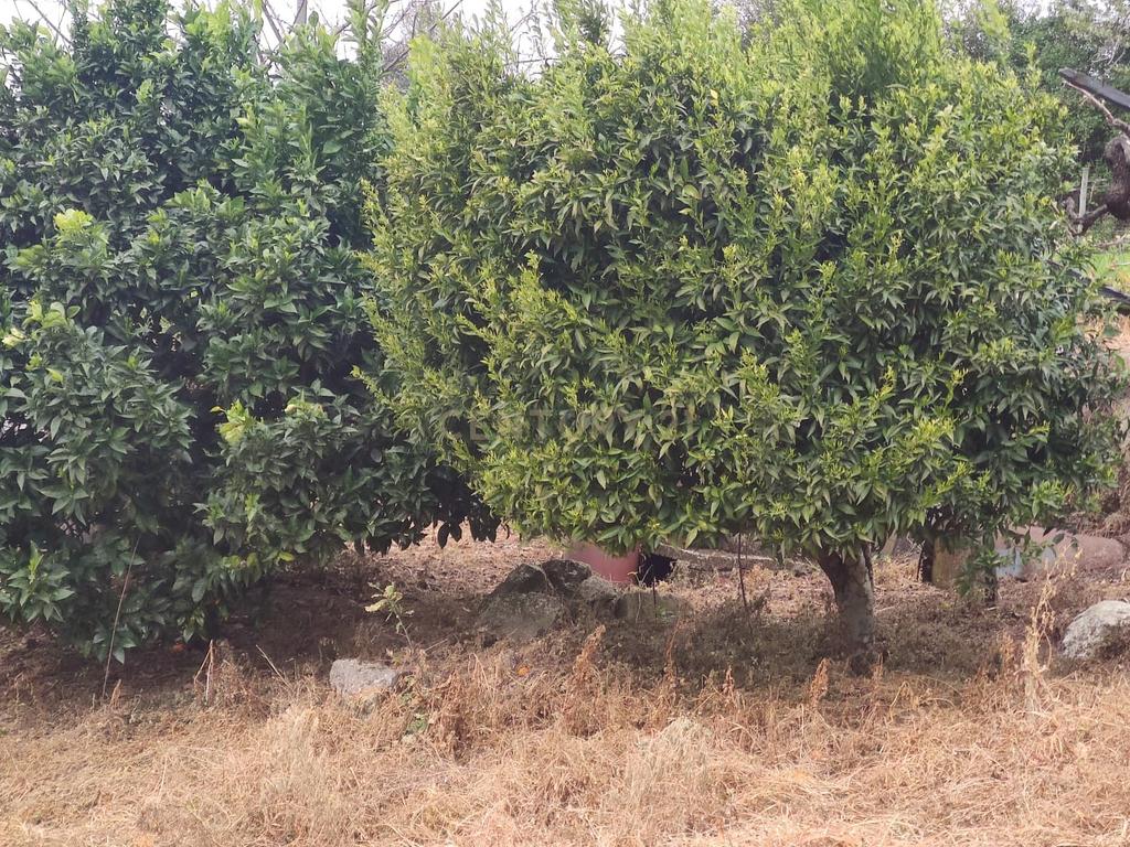 Terreno com casinha e vista para o rio Douro, em S. Tomé de Covelas, Baião para projeto agrícola - Image 27