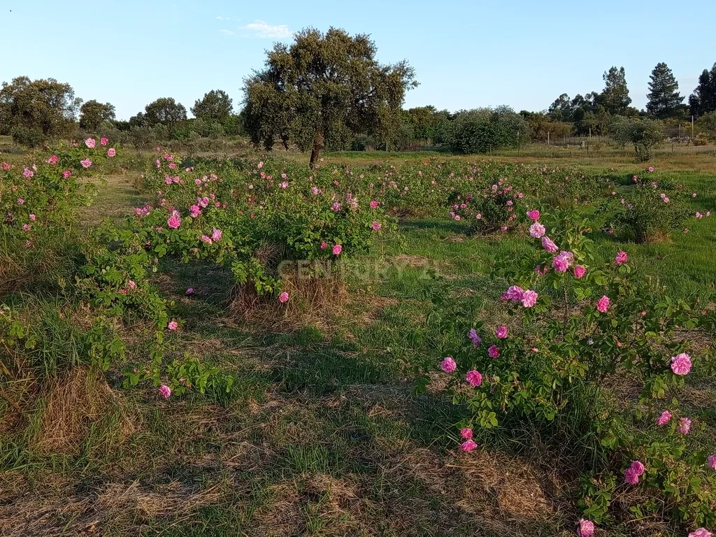 Oportunidade Única: Quinta de 16 Hectares com produção de plantas aromáticas, 2 Ha de rosas DAMASCENA, destilação de óleos essenciais e actividade e-commerce - Image 8