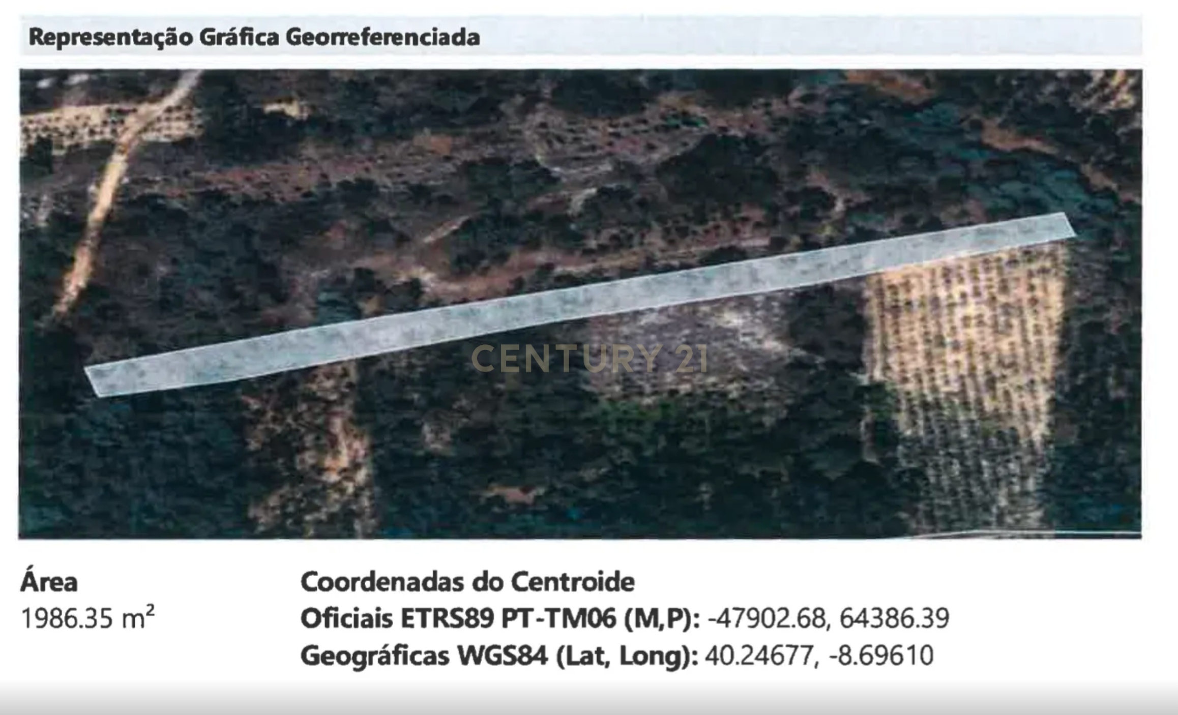 Fotografia 11 de Pinhal com 1.425 m² em Brejal – Cabeça Alta, Seixo de Gatões, Montemor-o-Velho