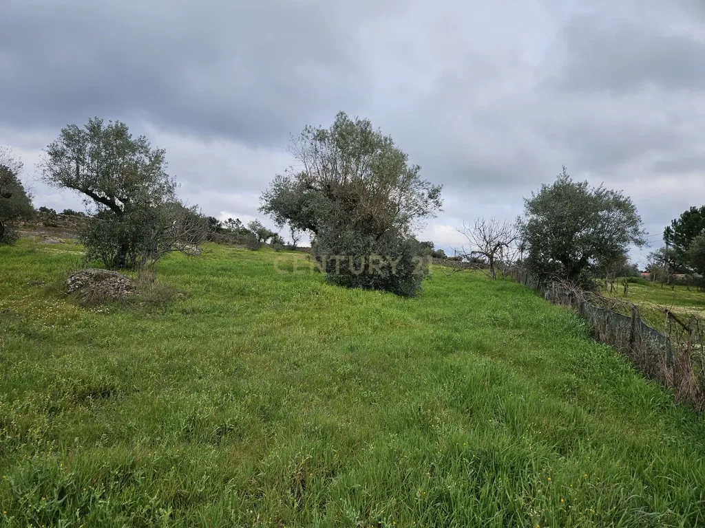 Quintinha na Lousa, Castelo Branco - Image 6