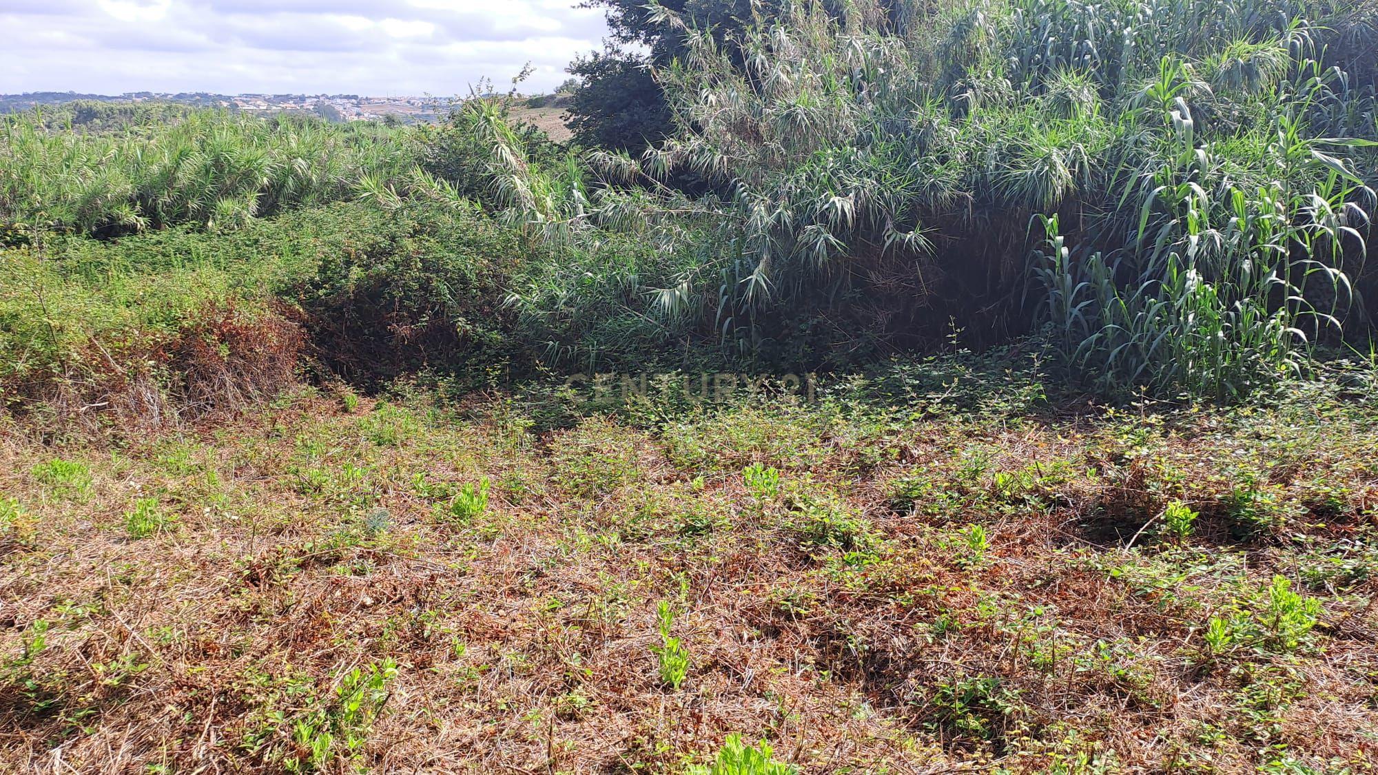 Fotografia 8 de Terreno Agrícola - São João das Lampas