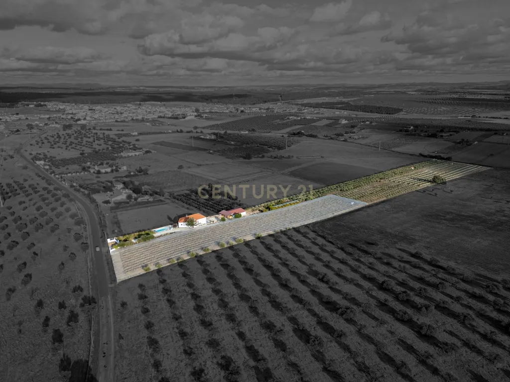 🌿 Quinta com Moradia T4 e Piscina | 3,25 hectares| Olival | Vinha| Amareleja, Alentejo - Image 10