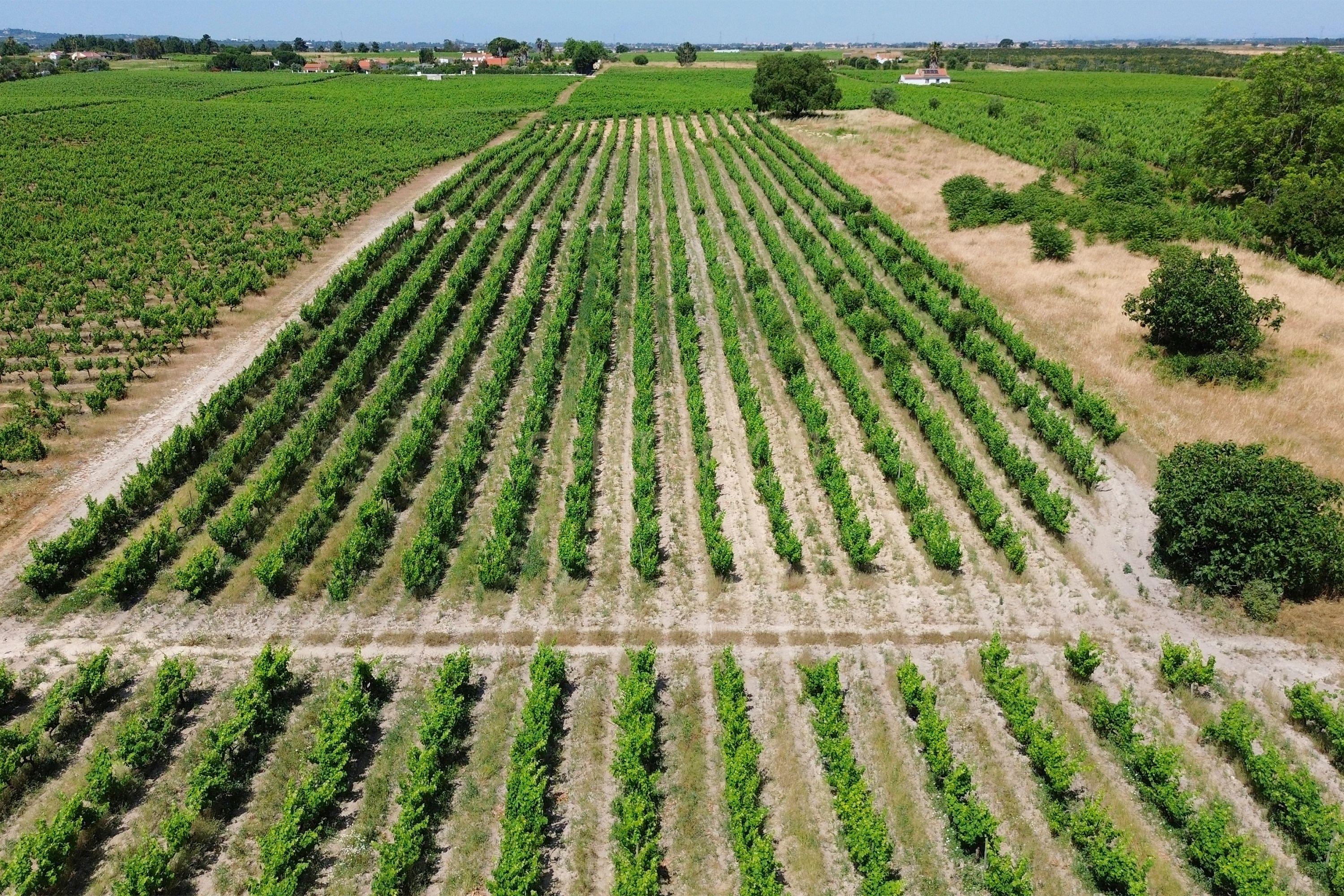 Fotografia 7 de Terreno no Lau com vinhas certificadas