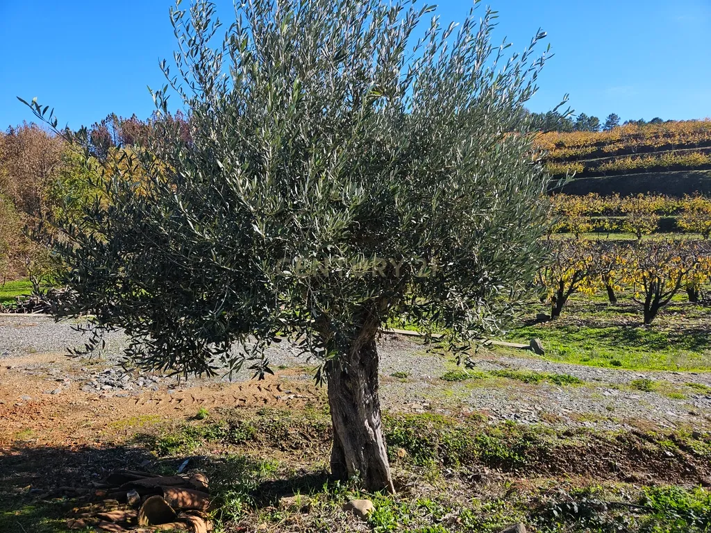 Quinta de Excelência Agrícola na Região Premium do Fundão: 32 ha de Alta Produtividade - Image 7