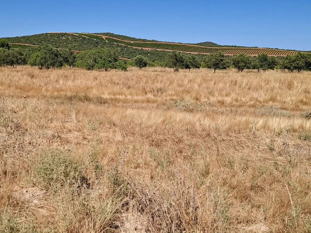 Terreno Rústico com Grande Potencial Agrícola – 7.800 m² em Paderne, Albufeira - Image 4