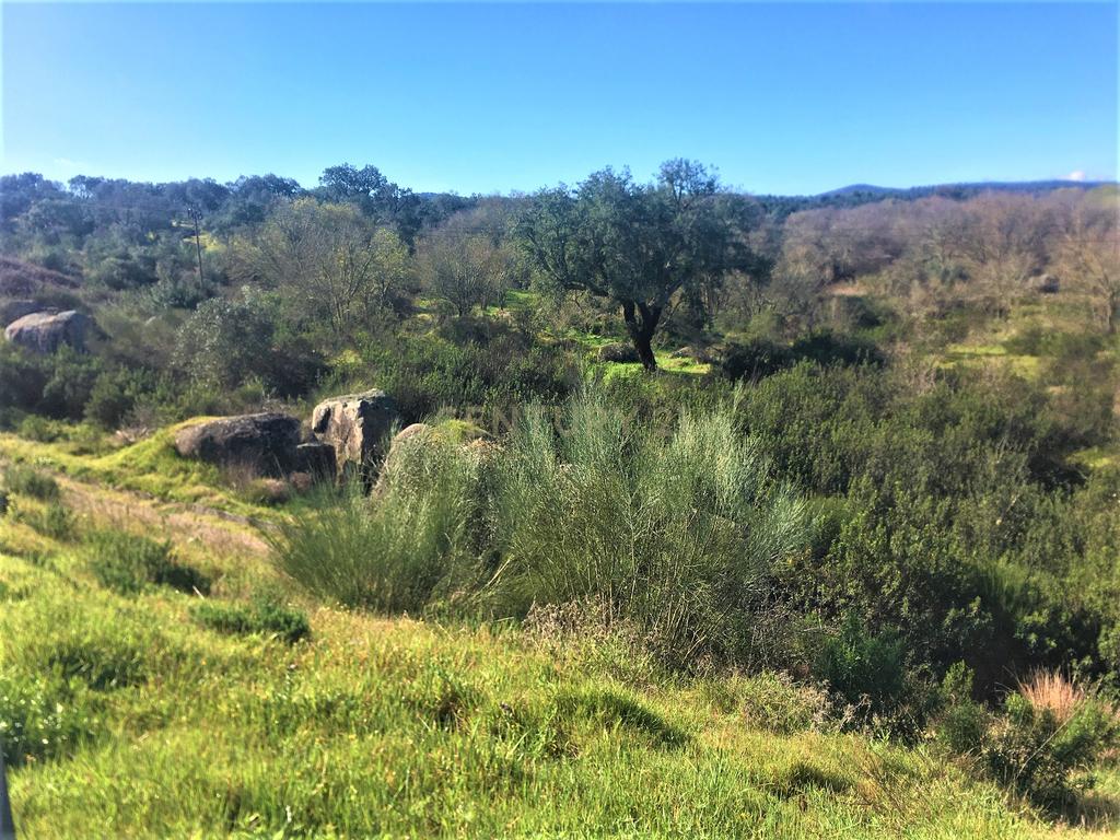 Quinta Típica Alentejana, Licença de Turismo Rural, Arrendamento, Arraiolos - Image 49