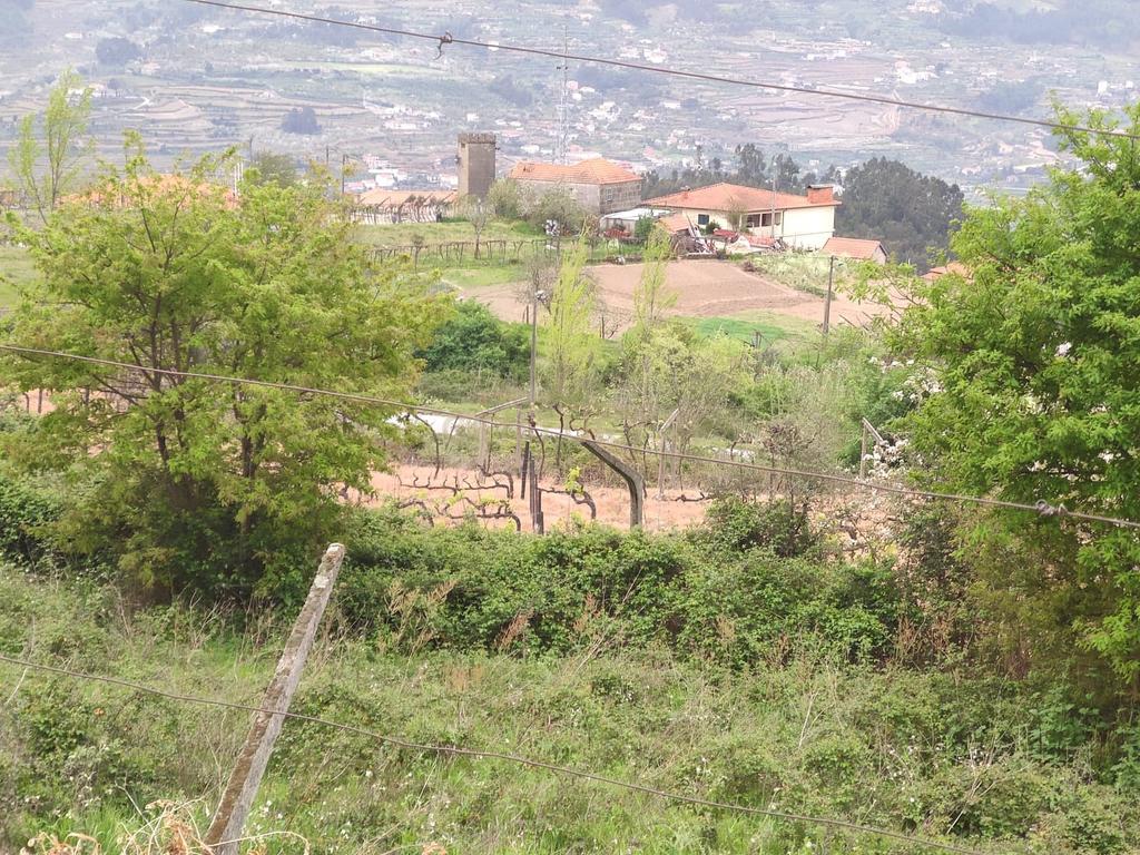 Terreno com casinha e vista para o rio Douro, em S. Tomé de Covelas, Baião para projeto agrícola - Image 26