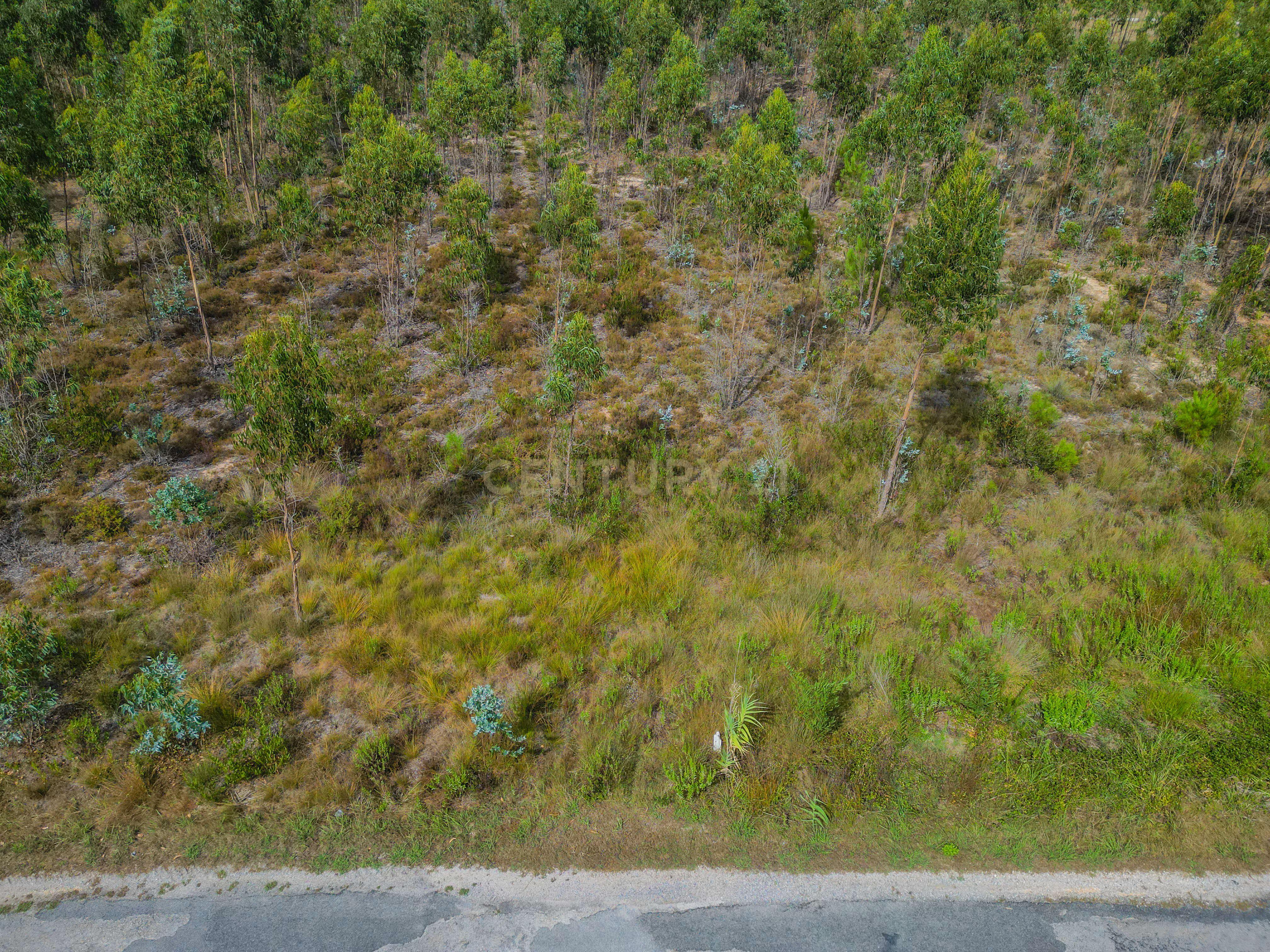 Fotografia 3 de Terreno rústico com cerca de 3.930,00 m² para venda em Lafrana de Cima – Figueira da Foz