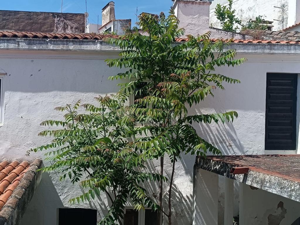 Prédio - no coração da vila raiana de Campo Maior! - Image 22