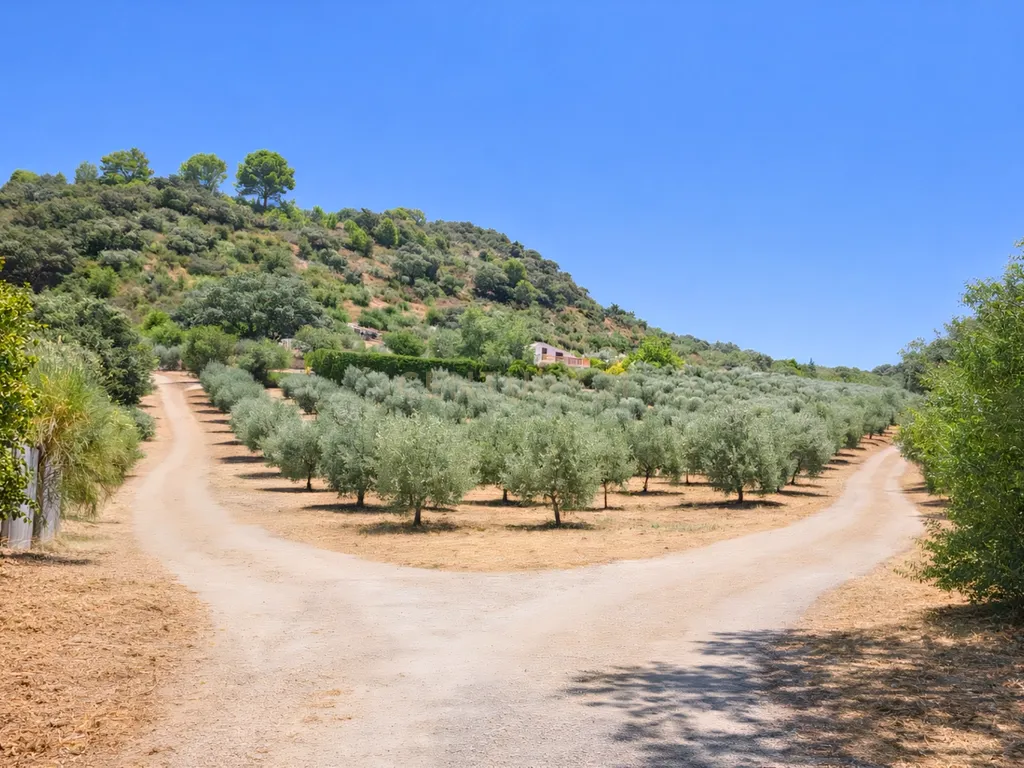 Quinta com vistas panorâmicas em Ronda, piscina privada, olival em produção e casa andaluza · Ideal para investimento em turismo rural - Image 23