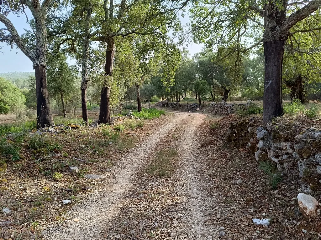 Terreno Rústico – Serra de Aire - Image 7