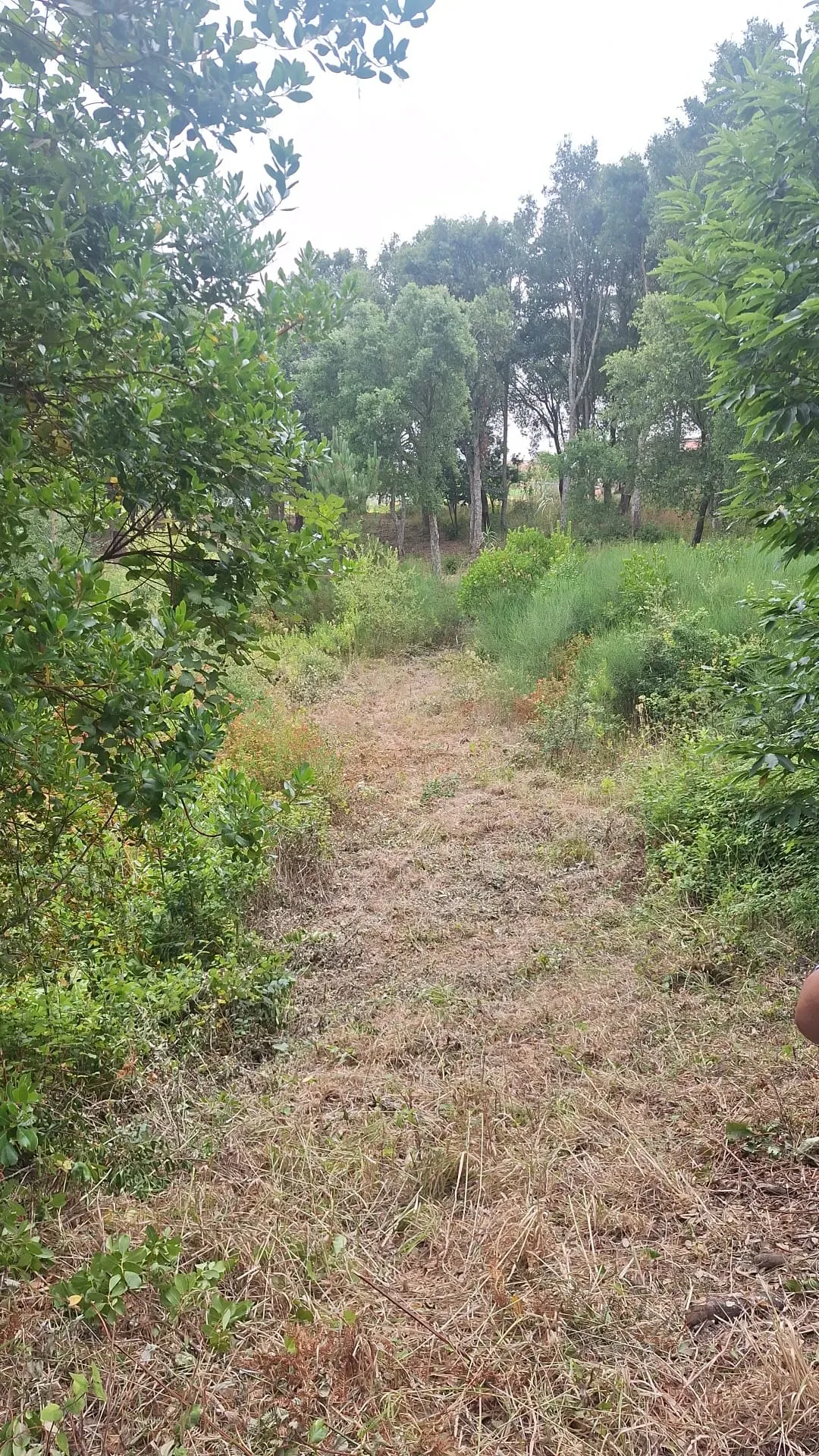 Fotografia 3 de Terreno entre Caldas da Rainha e Benedita e próximo da freguesia de Santa Catarina