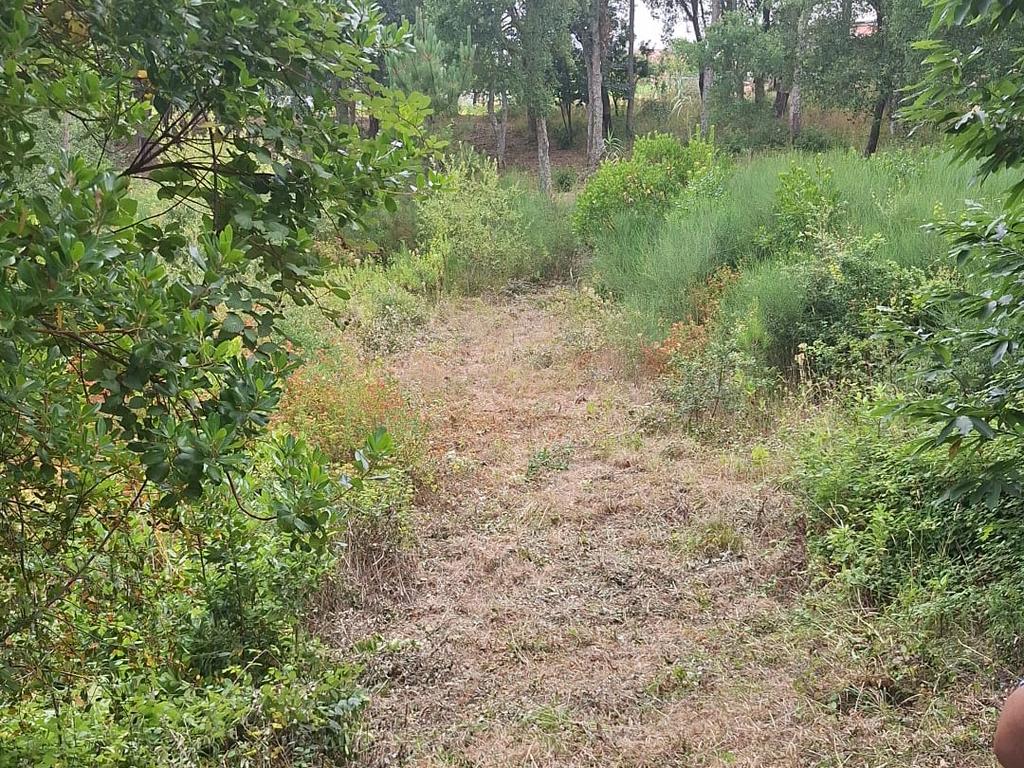 Terreno entre Caldas da Rainha e Benedita e próximo da freguesia de Santa Catarina - Image 3