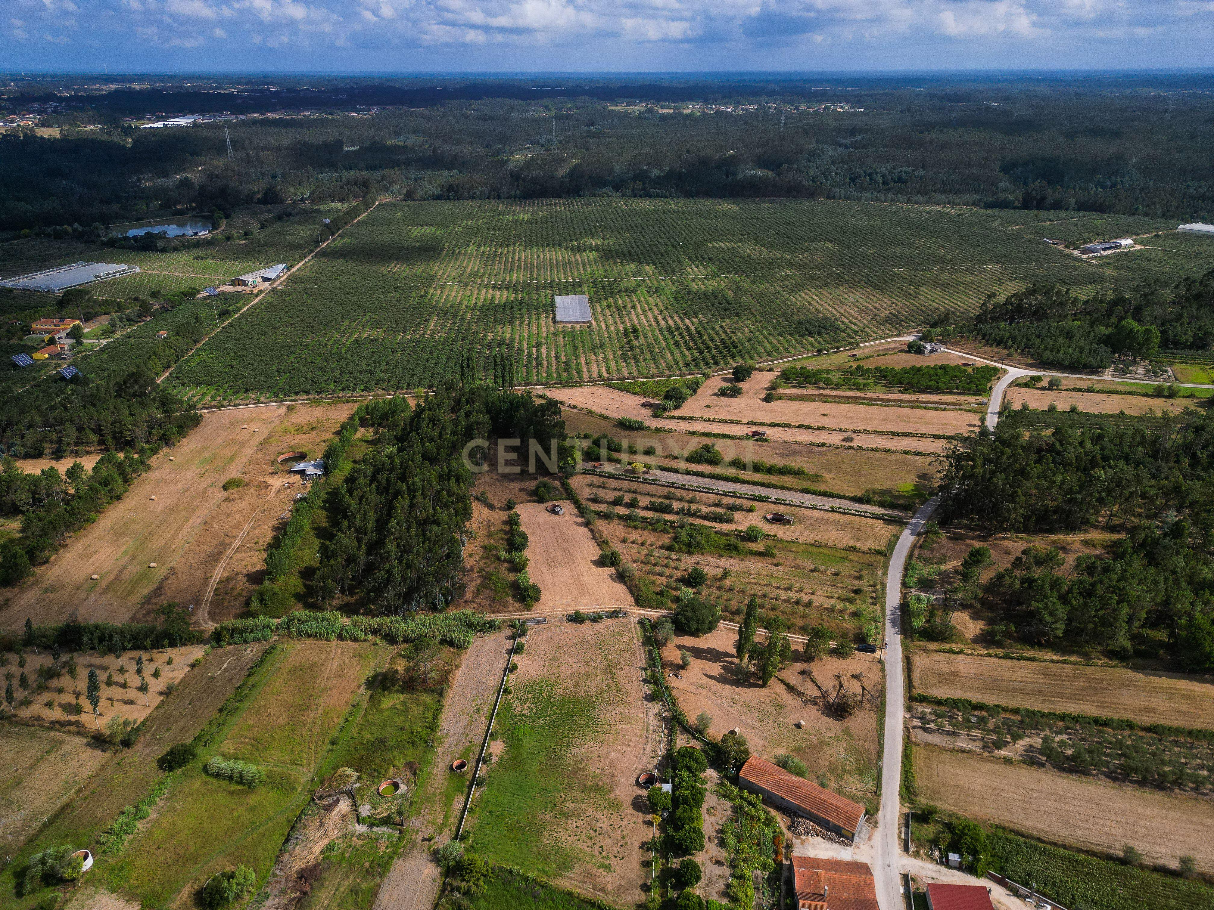 Fotografia 11 de Terreno de cultivo com poço em Cabeça Alta – Seixo de Gatões, Montemor-o-Velho
