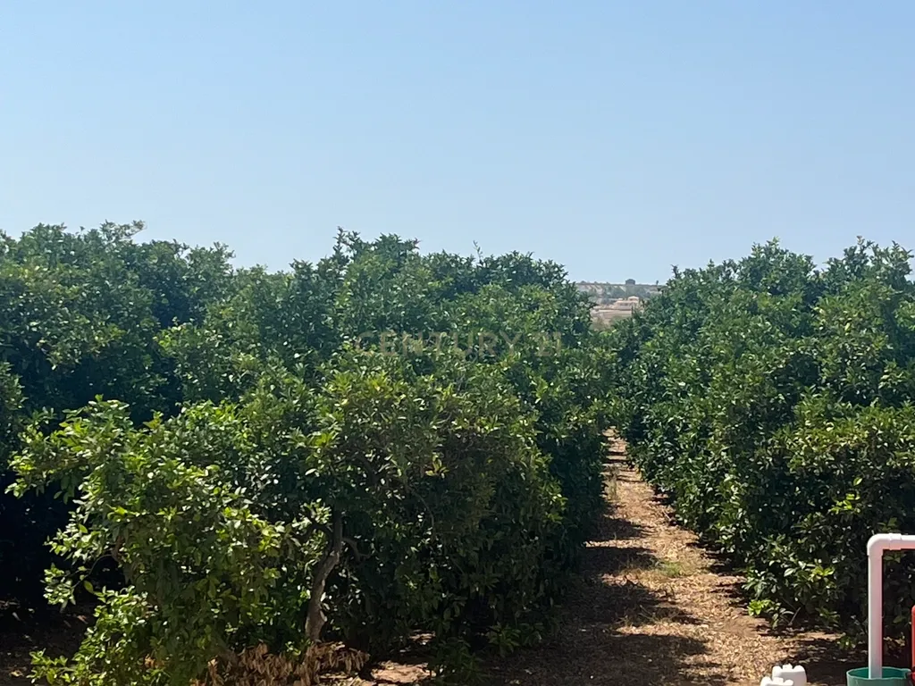 Quinta com 208.790m2, em Plena produção de Citrinos, e estufas, com elevado rendimento. Grande Potencial para projetos com fundos Europeus, e Turismo Rural. - Image 13