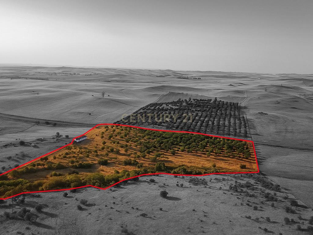 Monte Alentejano com 5 Hectares – Puro Sossego no Coração do Alentejo - Image 20