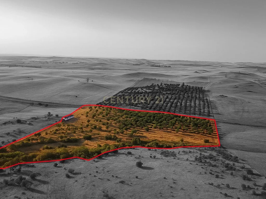 Monte Alentejano com 5 Hectares – Puro Sossego no Coração do Alentejo - Image 20