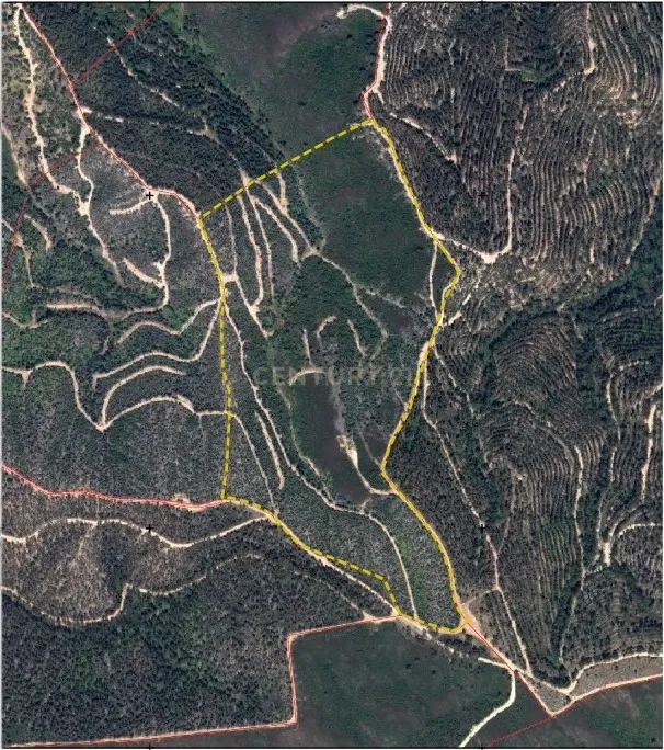 terreno Rustico com Eucaliptal - Image 1