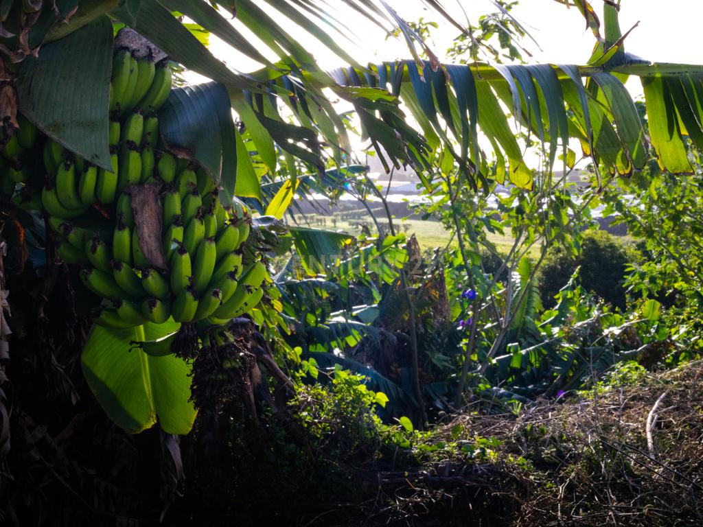 Propriedade Única com Estufas de Ananases e Potencial Urbano — Abelheira de Baixo, São Roque - Açores - Image 11