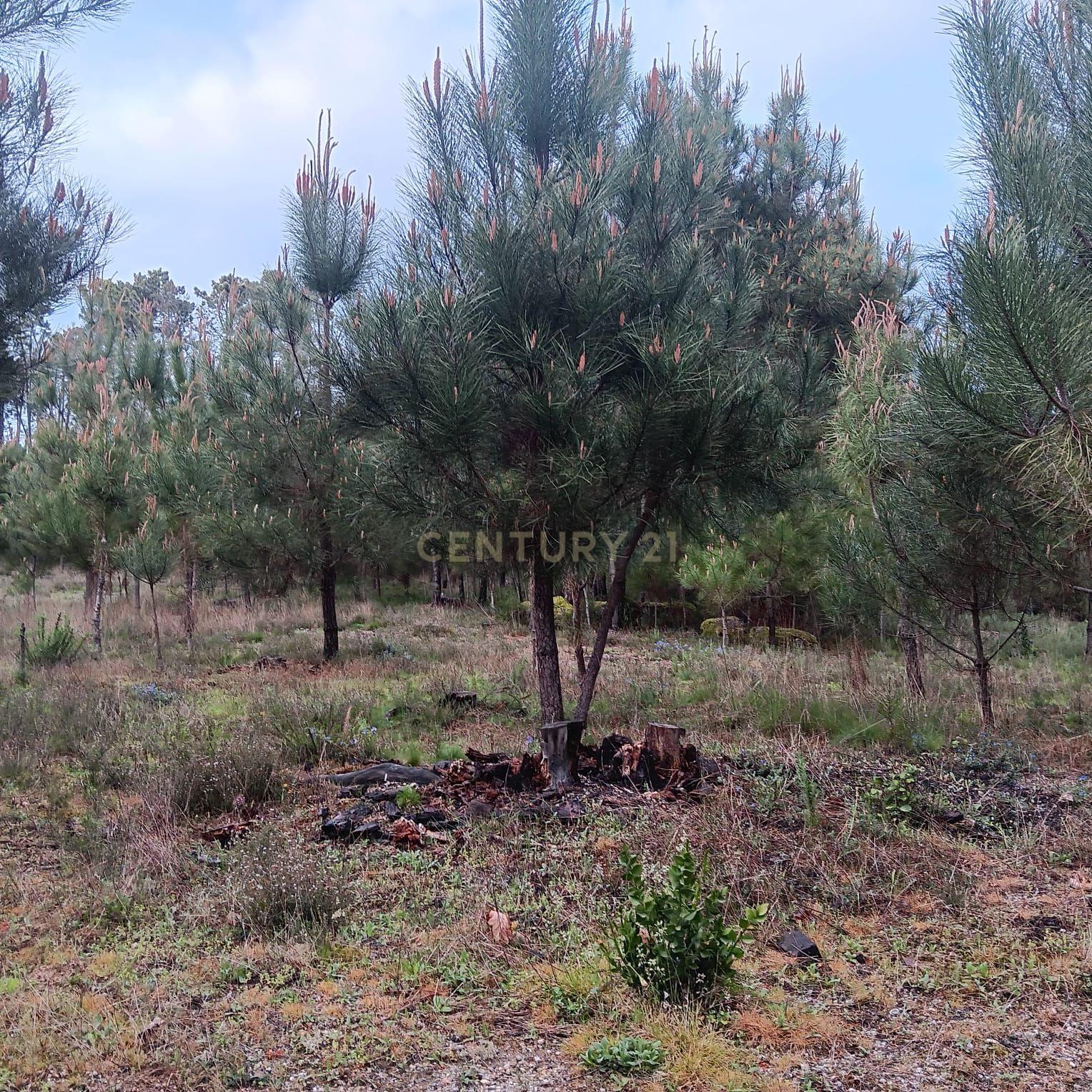 Fotografia 6 de Pinhal à venda em ranhados, Viseu