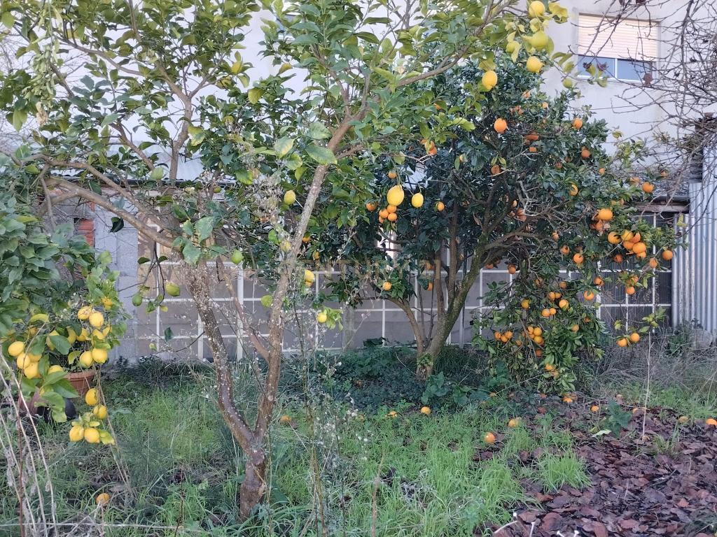 Moradia isolada em Soure - Image 15