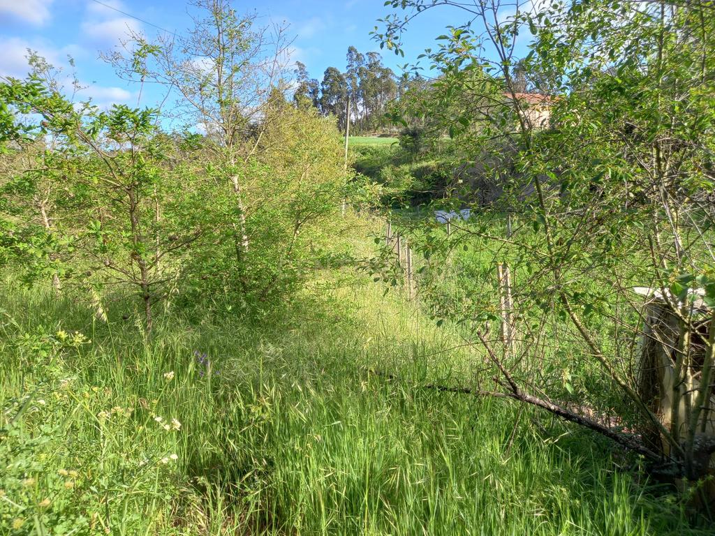 Terreno com 800 m2 em Barbas Novas - Image 13