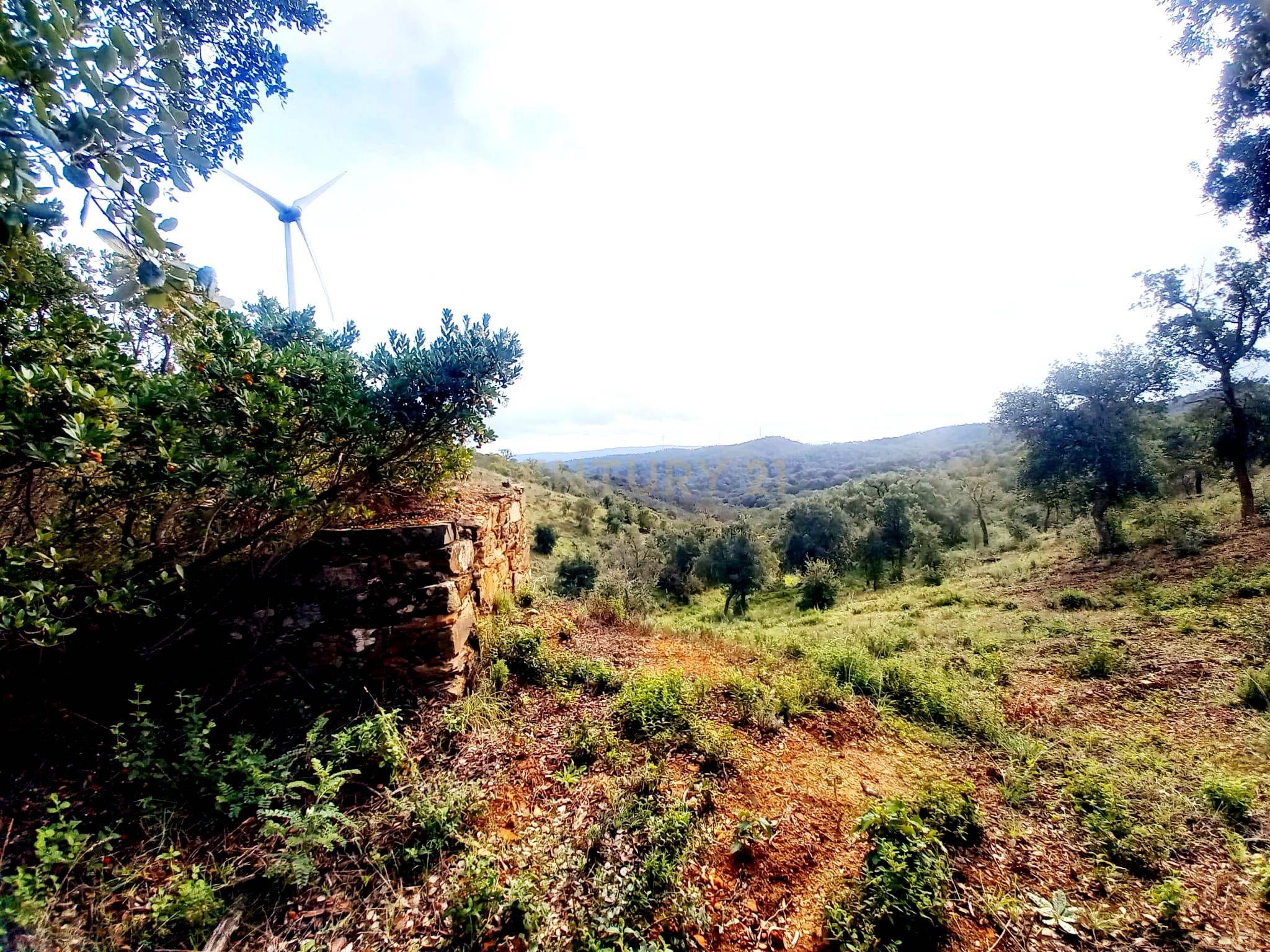 Fotografia 2 de Investimento Rural: 20 Hectares com Rendimento