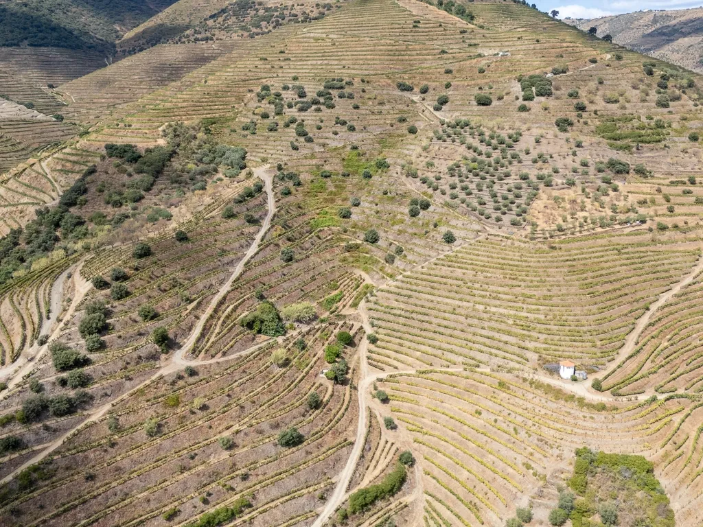Farm with productive vineyard in the Douro Demarcated Region — São João da Pesqueira - Image 11