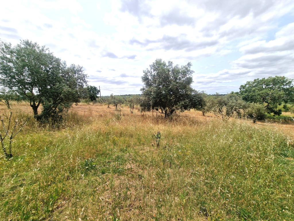 Monte/Terreno em Santiago do Cacém, com Vista Campestre e Árvores Frutíferas - Image 32