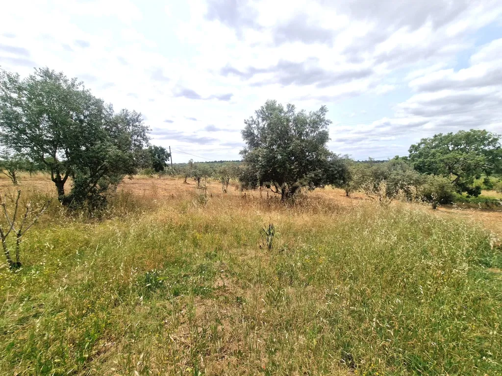 Monte/Terreno em Santiago do Cacém, com Vista Campestre e Árvores Frutíferas - Image 32