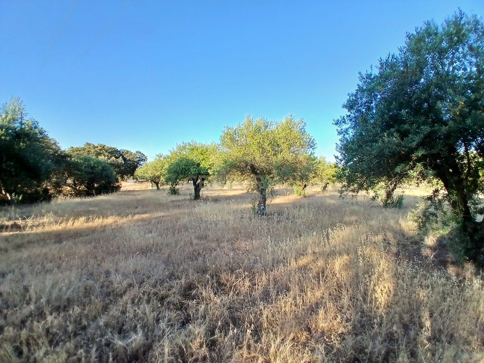 Fotografia 4 de Terreno Central em São Pedro do Corval, Vista para a Rocha dos Namorados