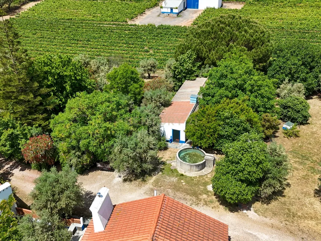 Quinta T3+3 com 4 HA em Borba – Natureza, Produção Agrícola e Conforto - Image 29