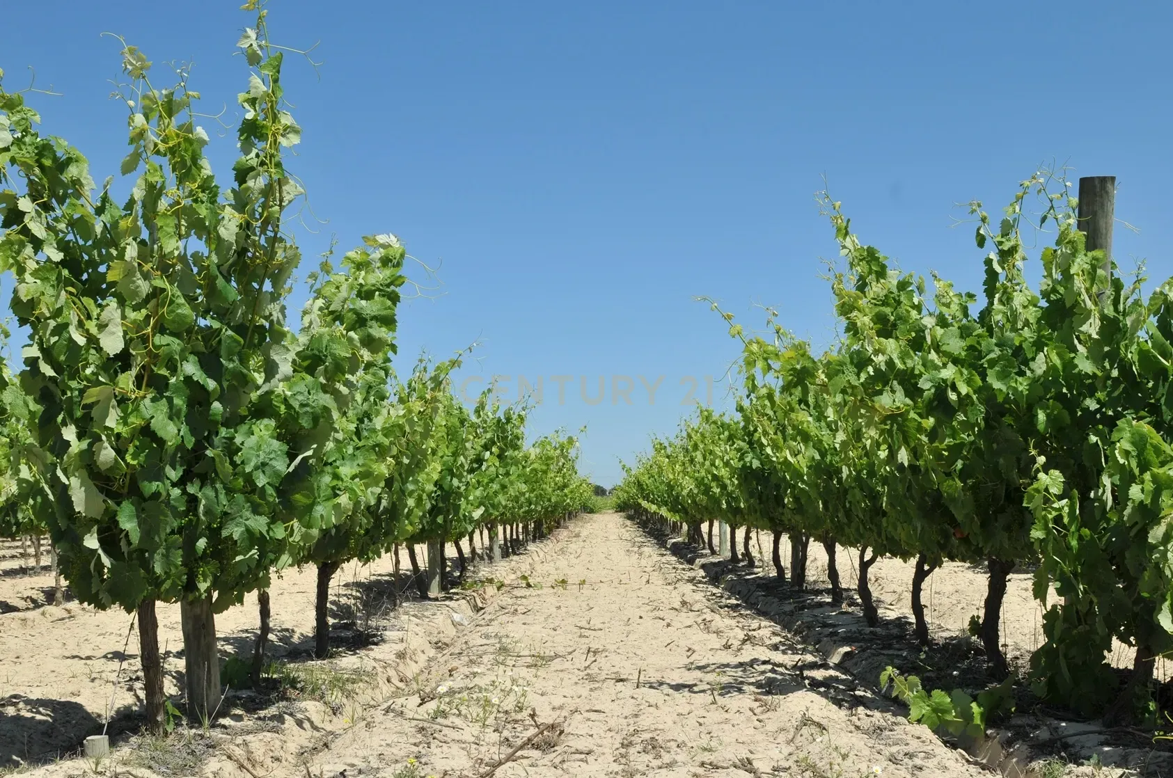 Herdade Dos Mascarenhas com 102 hectares em Palmela - Image 42