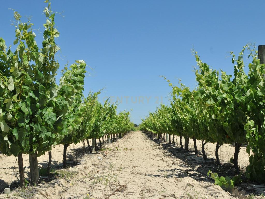 Herdade Dos Mascarenhas com 102 hectares em Palmela - Image 42