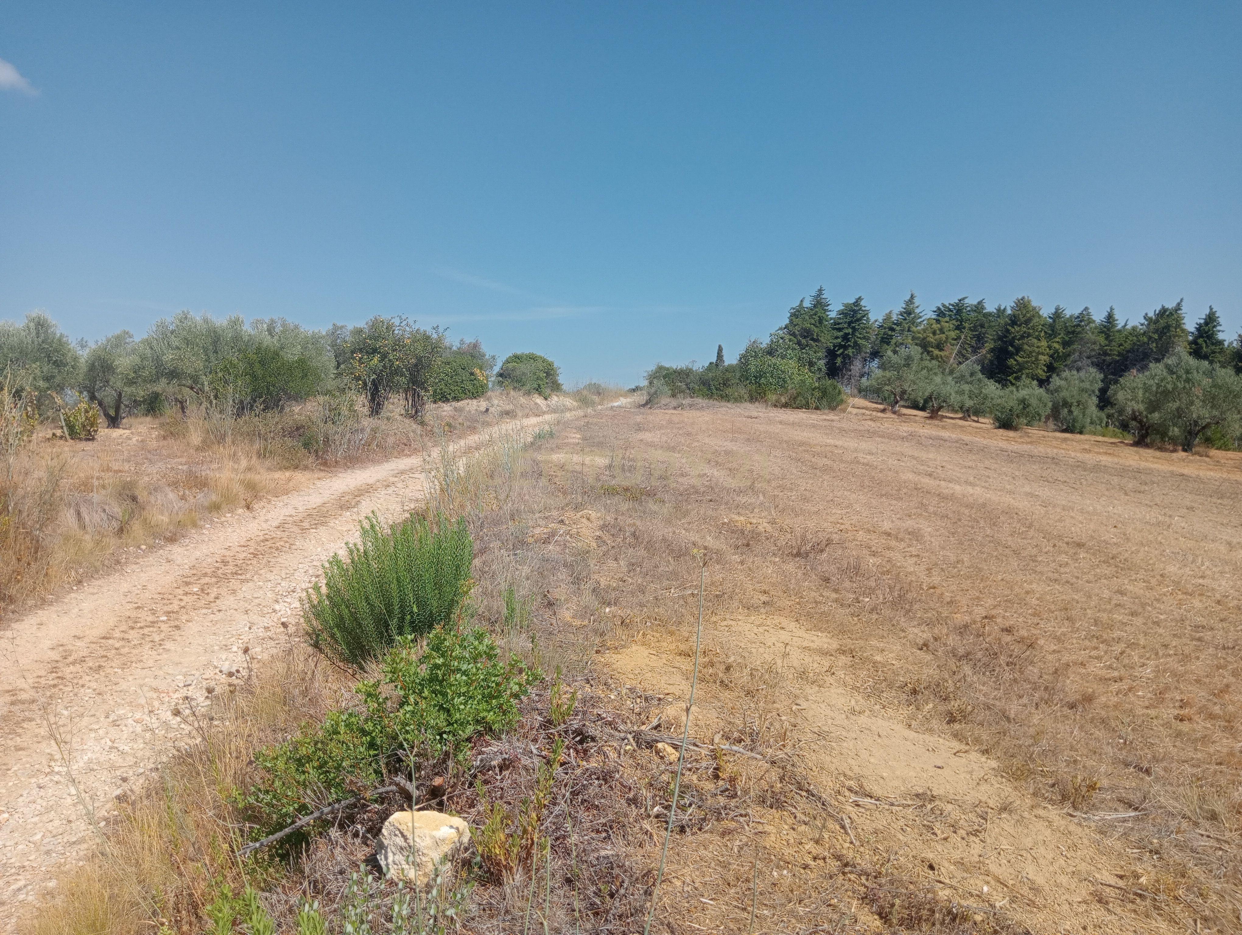 Fotografia 7 de Terreno Agrícola em Brogueira, Torres Novas - 13640m²