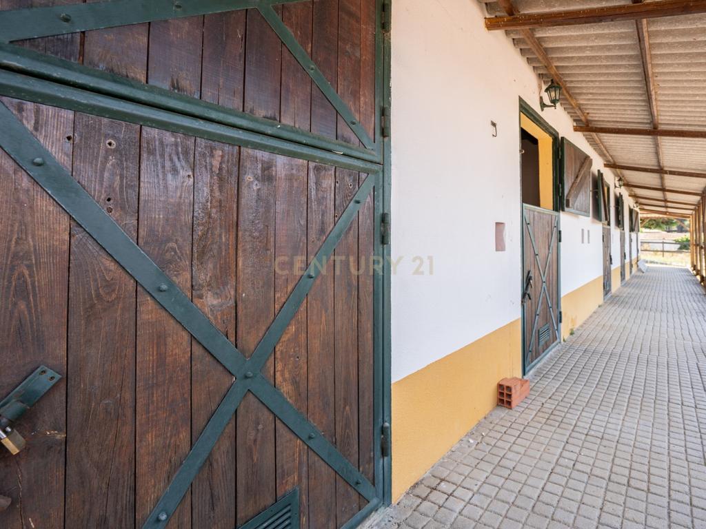 Quinta Equestre a 45 minutos de Lisboa - Image 13