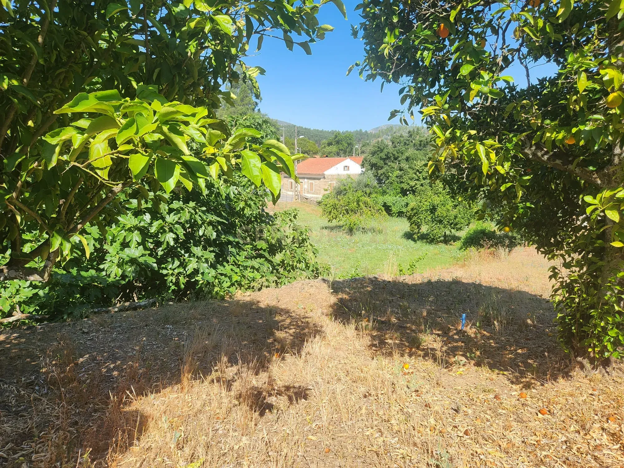 Fotografia 11 de Terreno com agua, luz, saneamento e arvores de fruto em Tostão - Vila Velha de Ródão