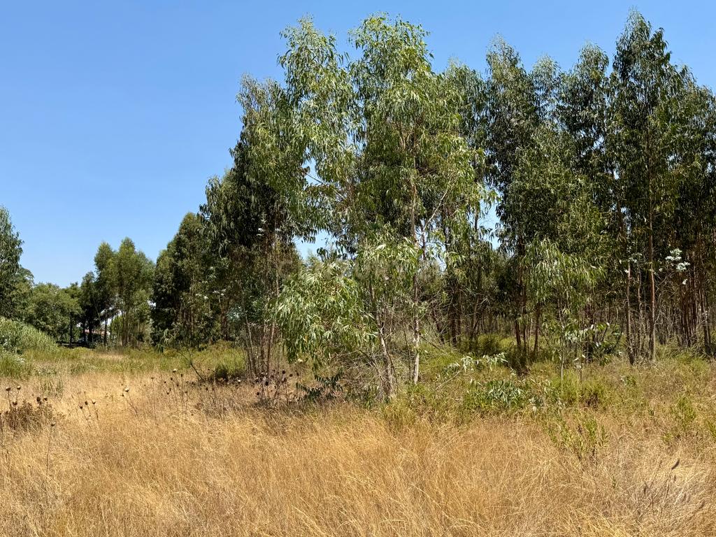Terreno com 94.000 m2 na zona do Novo Aeroporto de Lisboa, Santo Estêvão, Benavente. Em venda! - Image 5